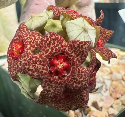 Lavrania haagnerae 4 Pieces Seeds