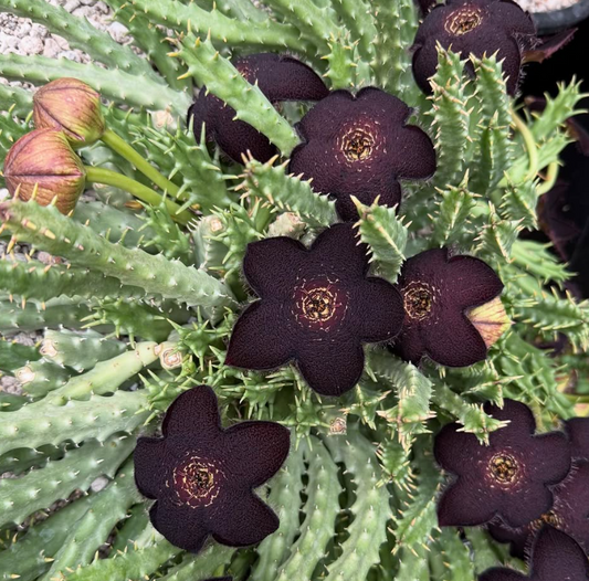 Tridentea Gemmiflora 7 Pieces Seeds