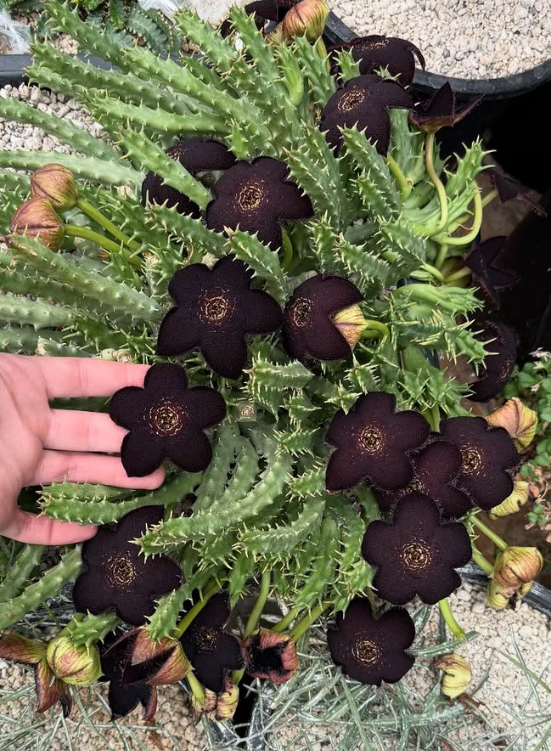 Tridentea Gemmiflora 7 Pieces Seeds