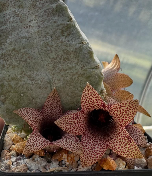 Whitesloanea crassa 6 Pieces Seeds