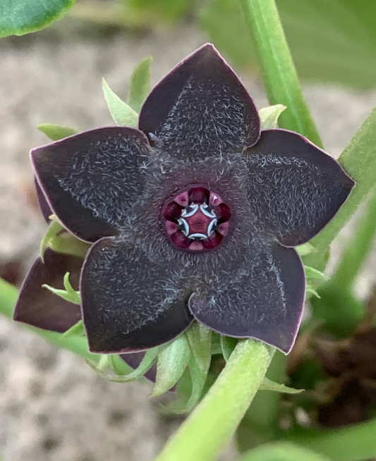 Matelea Cyclophylla 5 Pieces Seeds