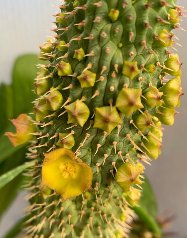 Hoodia flava x officinalis 10 Pieces Seeds