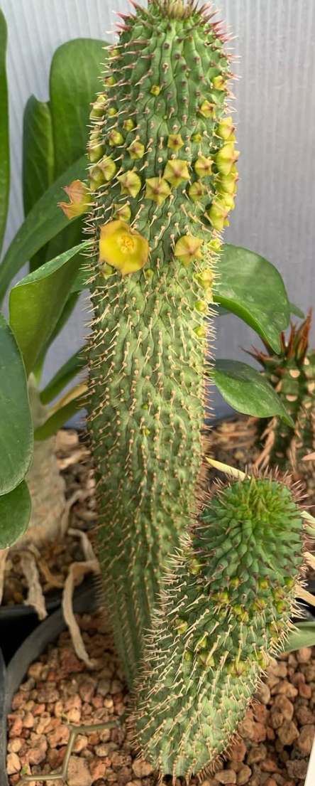 Hoodia flava x officinalis 10 Pieces Seeds