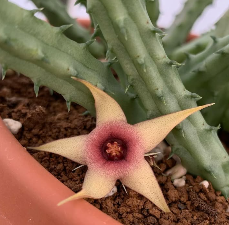 Huernia Tanganyikensis 5 Pieces Seeds