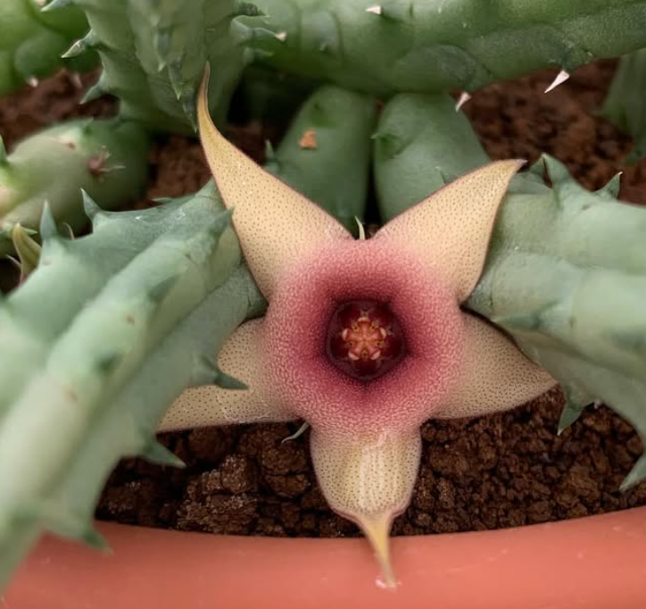 Huernia Tanganyikensis 5 Pieces Seeds