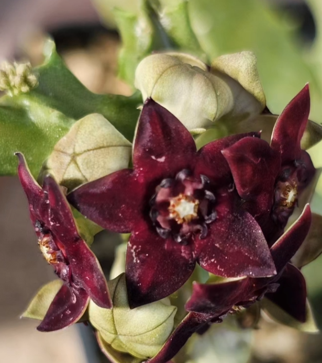 Caralluma shadhbana 5 Pieces Seeds