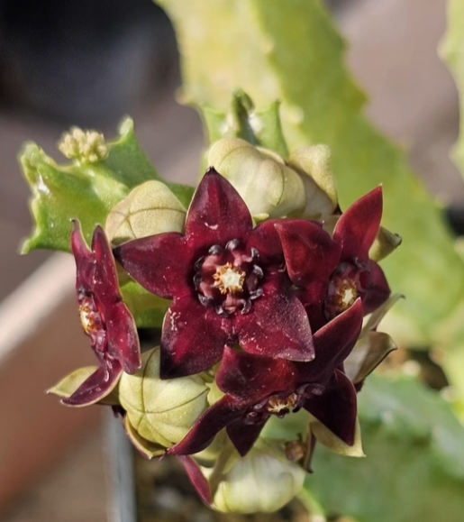 Caralluma shadhbana 5 Pieces Seeds