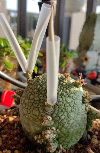 Pseudolithos sphaericus 5 Pieces Seeds