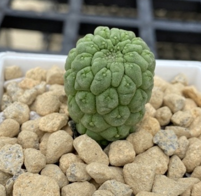 Lavrania cactiformis var. felinum 4 Pieces Seeds