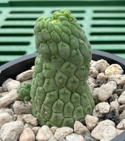 Lavrania cactiformis f. cristata 4 Pieces Seeds