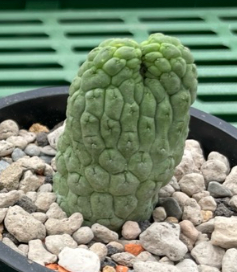 Lavrania cactiformis f. cristata 4 Pieces Seeds