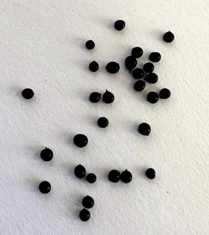 Massonia jasminiflora 6 Pieces Seeds