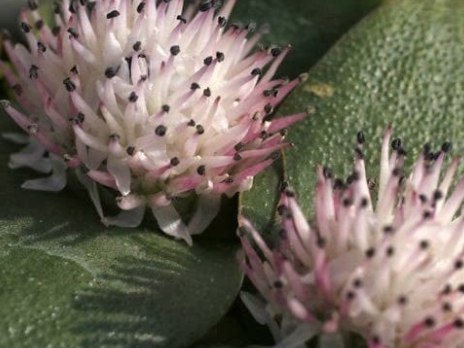 Massonia echinata 8 Pieces Seeds