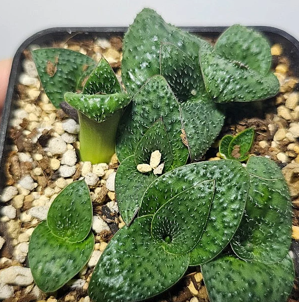 Massonia echinata 8 Pieces Seeds