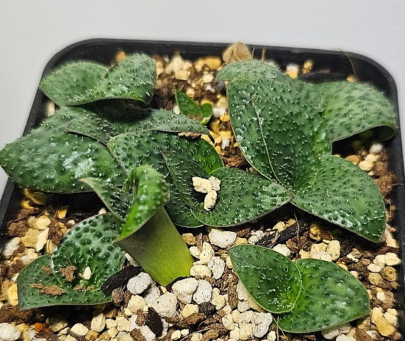 Massonia echinata 8 Pieces Seeds