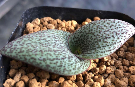 Massonia amoena 6 Pieces Seeds