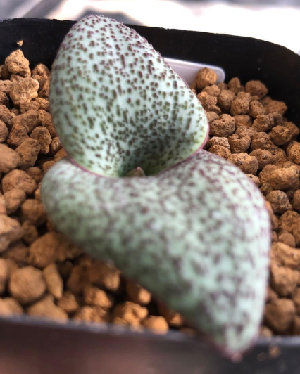 Massonia amoena 6 Pieces Seeds