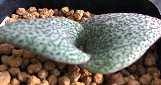 Massonia amoena 6 Pieces Seeds