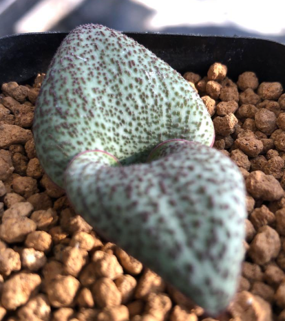 Massonia amoena 6 Pieces Seeds