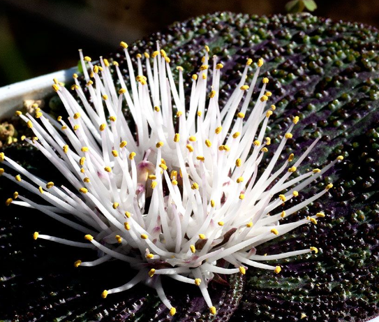 Massonia longipes 6 Pieces Seeds