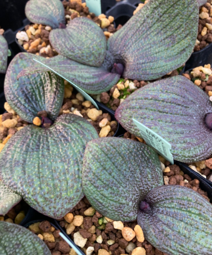 Massonia longipes 6 Pieces Seeds