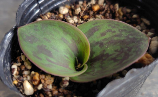 Massonia depressa "Striped Leaves" 6 Pieces Seeds