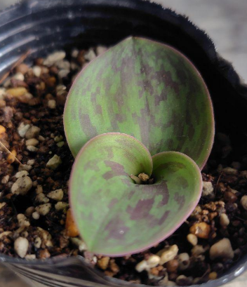 Massonia depressa "Striped Leaves" 6 Pieces Seeds