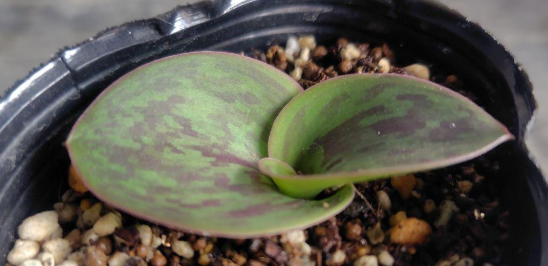 Massonia depressa "Striped Leaves" 6 Pieces Seeds