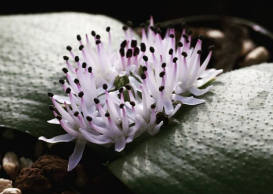 Massonia jasminiflora 6 Pieces Seeds