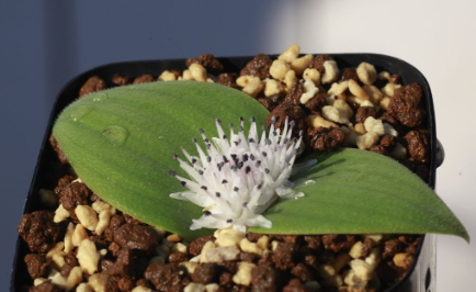 Massonia jasminiflora 6 Pieces Seeds