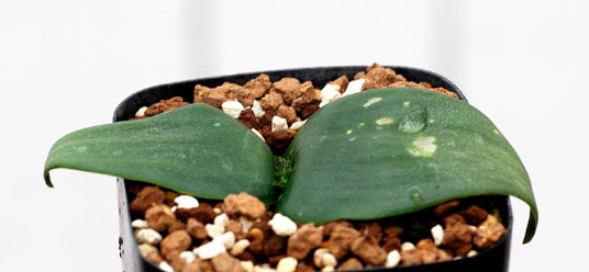 Massonia hirsuta 5 Pieces Seeds