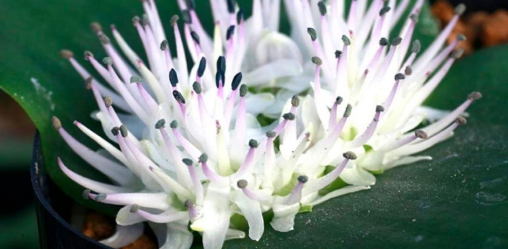 Massonia hirsuta 5 Pieces Seeds