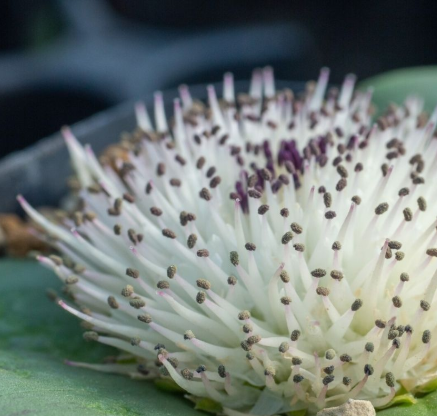 Massonia hirsuta 5 Pieces Seeds