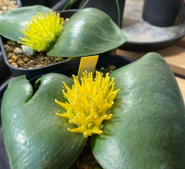 Massonia cirtina 7 Pieces Seeds