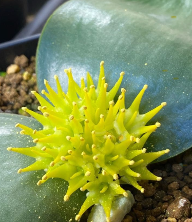 Massonia cirtina 7 Pieces Seeds