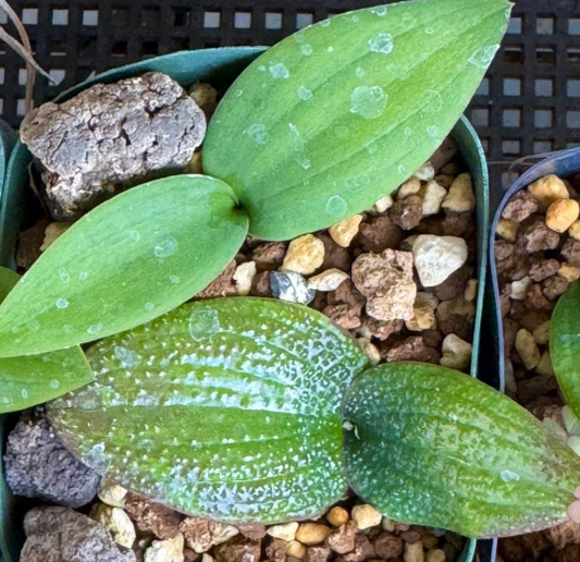 Massonia bredasdorpensis 5 Pieces Seeds