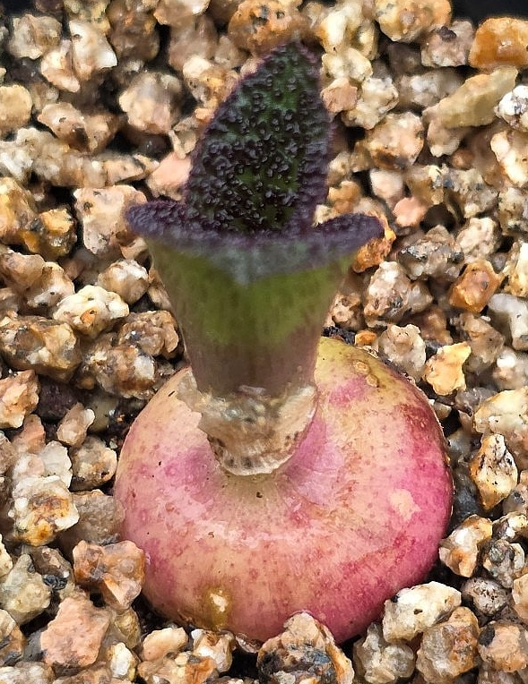 Massonia pustulata 5 Pieces Seeds