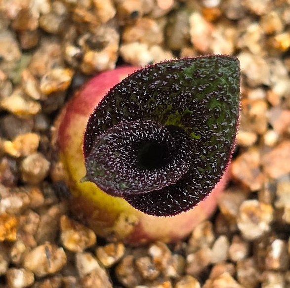 Massonia pustulata 5 Pieces Seeds