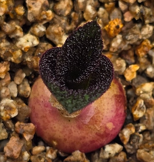 Massonia pustulata 5 Pieces Seeds