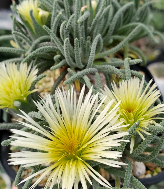 Mesembryanthemum resurgens 10 Pieces Seeds
