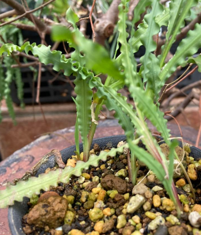 Freesia viridis ssp. crispifolia 7 Pieces Seeds