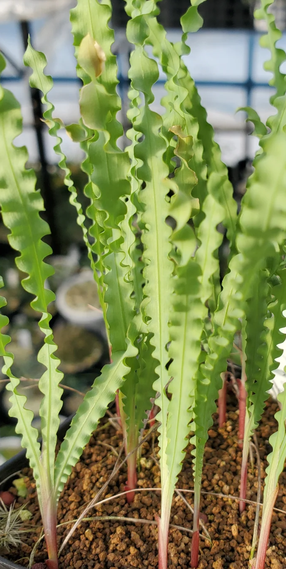 Freesia viridis ssp. crispifolia 7 Pieces Seeds