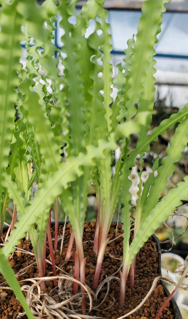 Freesia viridis ssp. crispifolia 7 Pieces Seeds