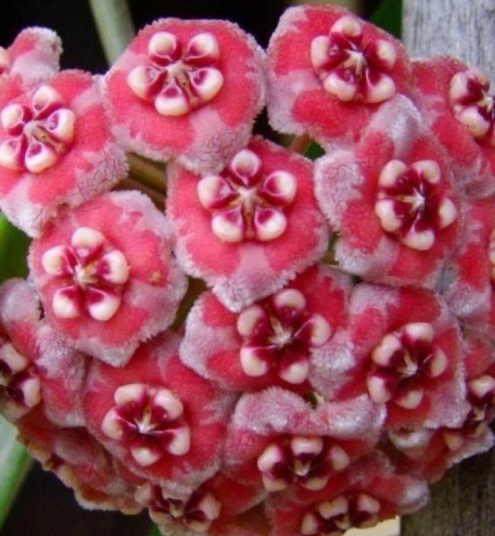 Hoya meliflua 10 Pieces Seeds
