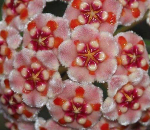 Hoya meliflua 10 Pieces Seeds