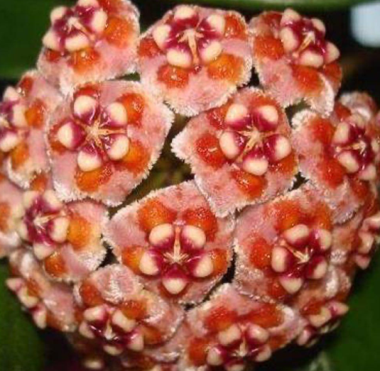 Hoya meliflua 10 Pieces Seeds