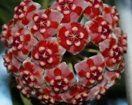 Hoya meliflua 10 Pieces Seeds