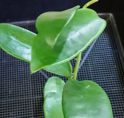 Hoya meliflua 10 Pieces Seeds