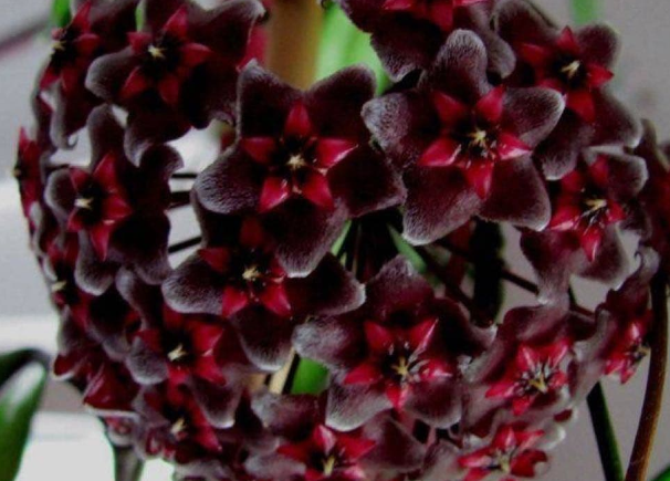 Hoya pavicalix (Black) 10 Pieces Seeds