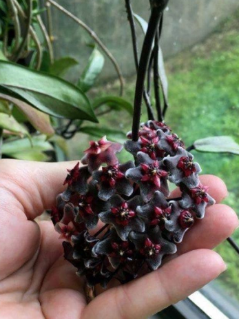 Hoya pavicalix (Black) 10 Pieces Seeds